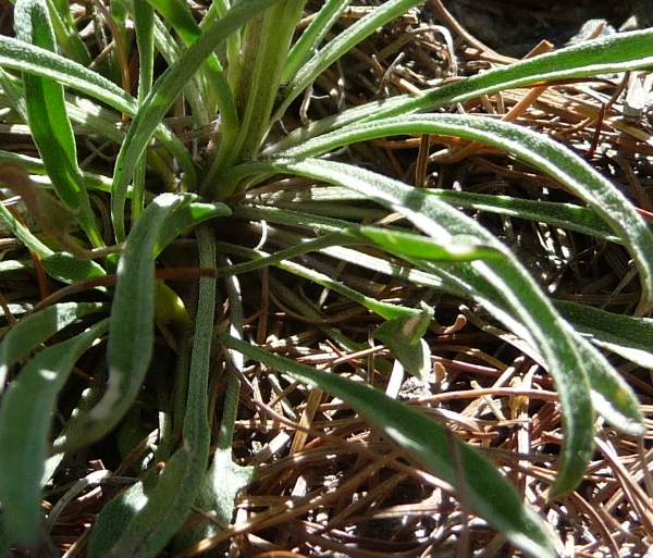 Erysimum sp.