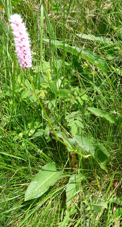 Bistorta officinalis