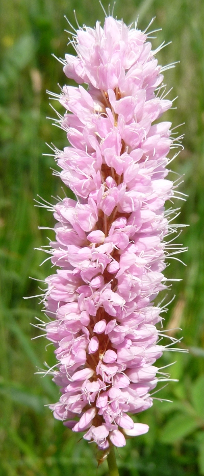 Bistorta officinalis