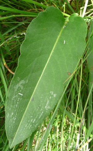 Bistorta officinalis