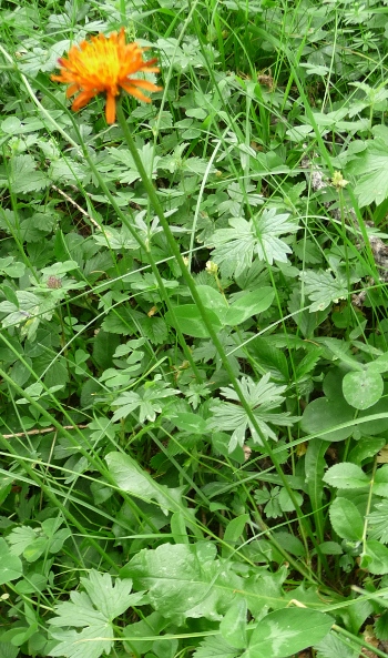 Crepis aurea