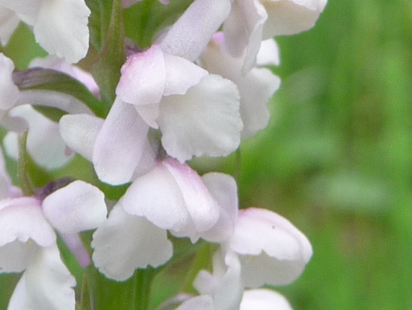 Gymnadenia odoratissima