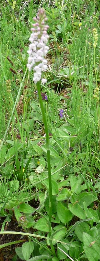 Gymnadenia odoratissima