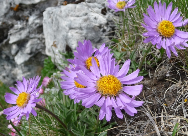 Aster alpinus