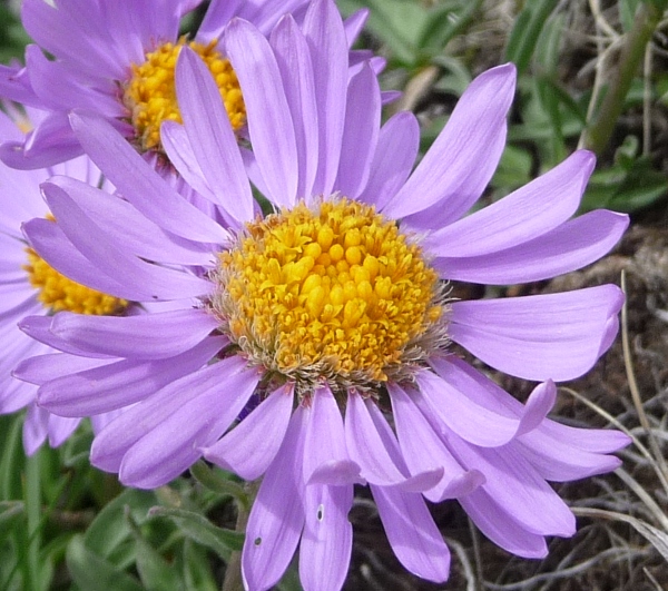 Aster alpinus