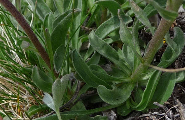 Aster alpinus