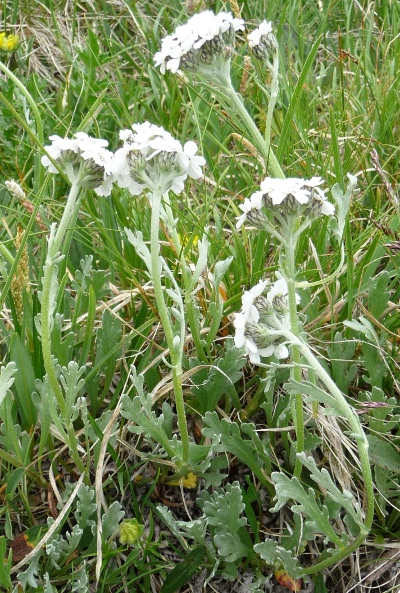 Achillea clavennae