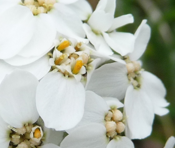 Achillea clavennae