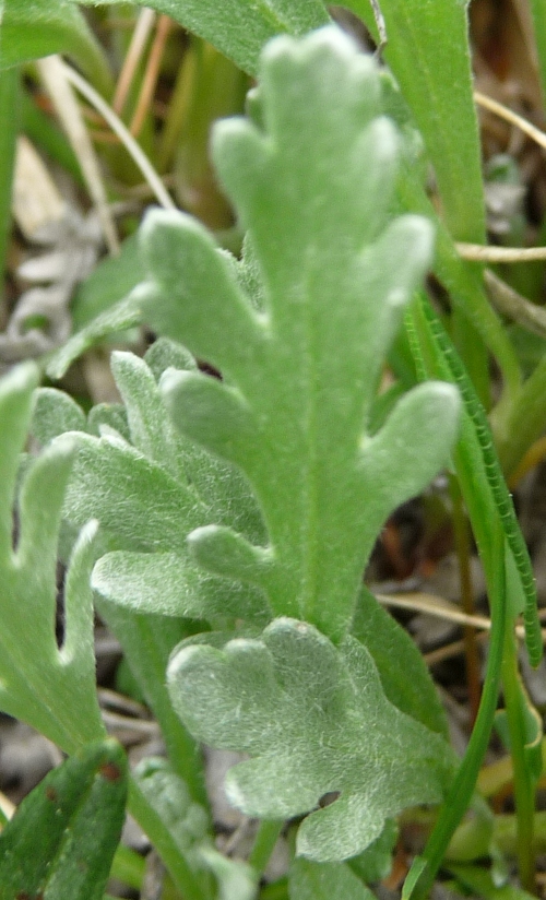 Achillea clavennae