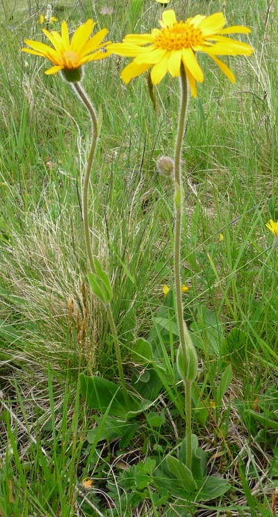 Arnica montana / Arnica