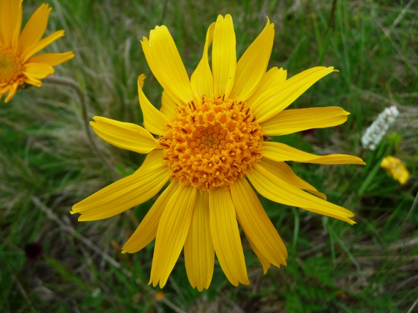 Arnica montana / Arnica