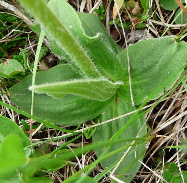 Arnica montana / Arnica