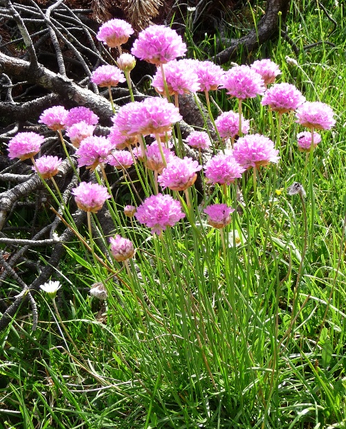 Armeria alpina