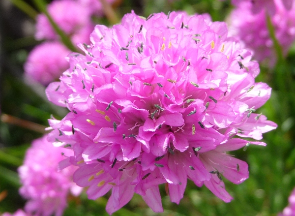 Armeria alpina