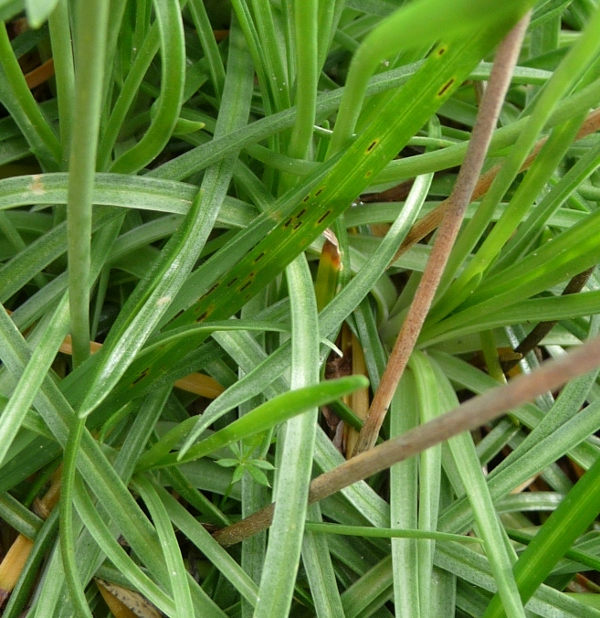 Armeria alpina