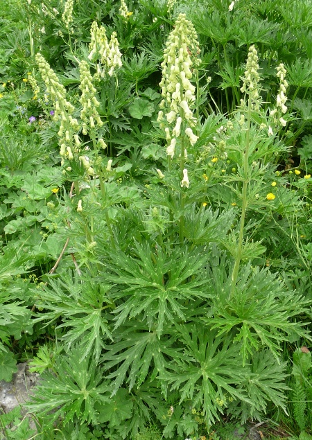 Aconitum lycoctonum