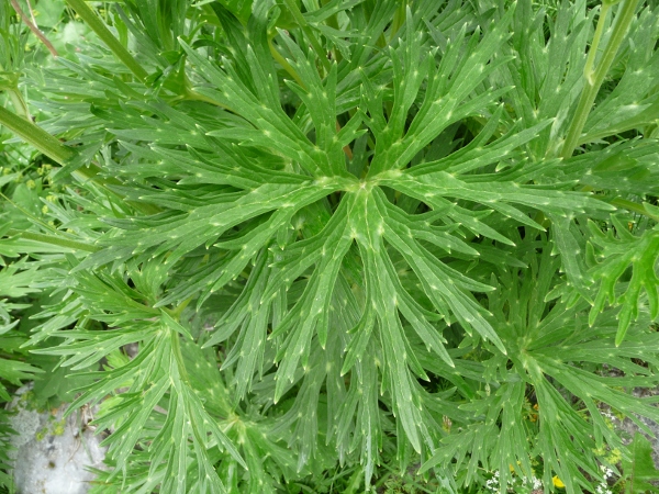 Aconitum lycoctonum