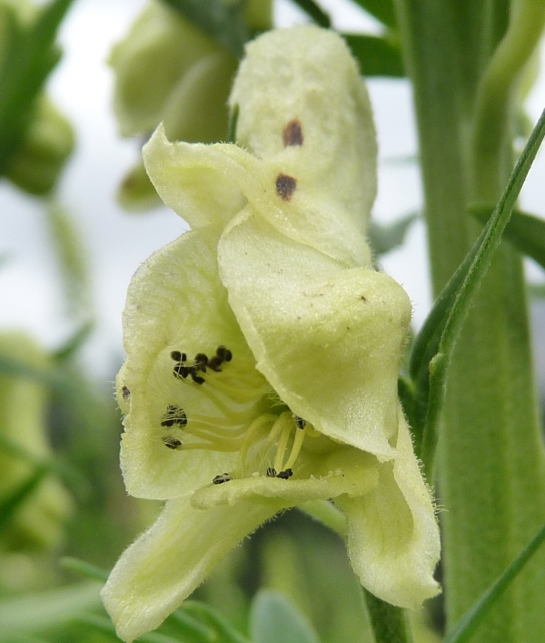 Aconitum lycoctonum