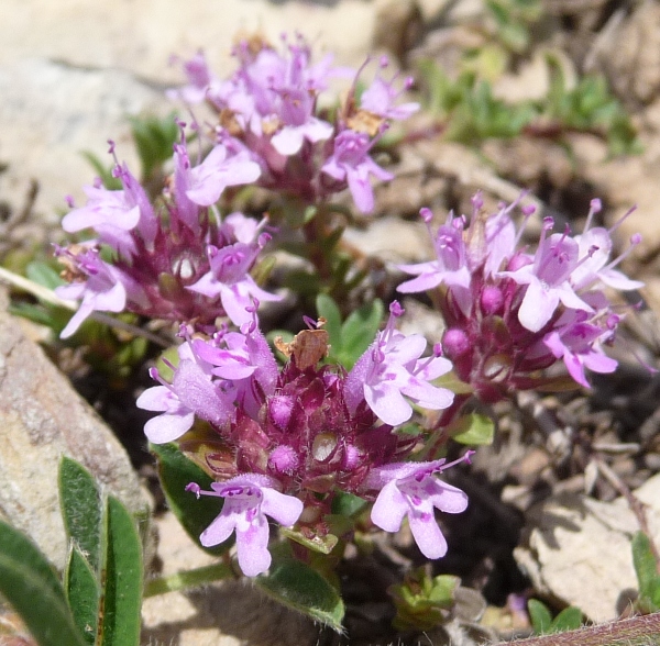 Thymus sp.