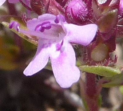 Thymus sp.