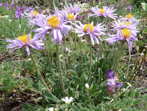 Aster alpinus