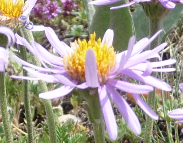 Aster alpinus