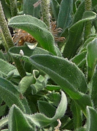 Aster alpinus