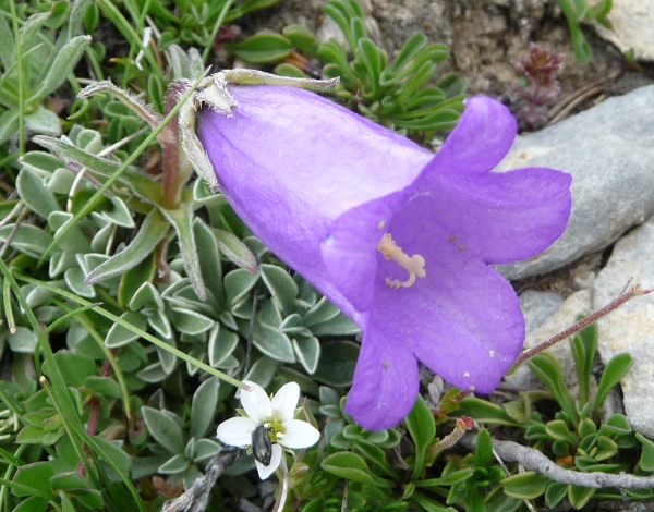 Campanula alpestris / Campanula occidentale