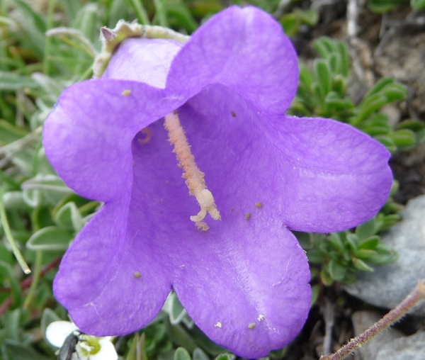 Campanula alpestris / Campanula occidentale