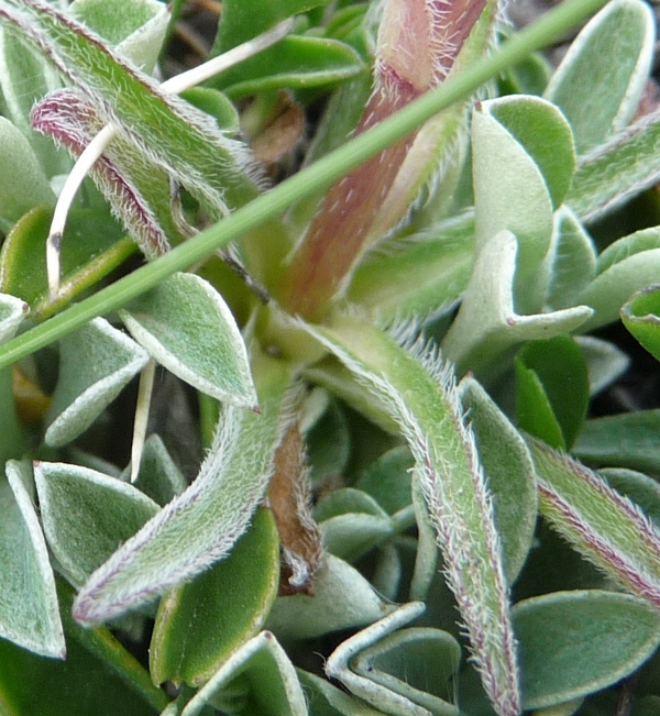 Campanula alpestris / Campanula occidentale