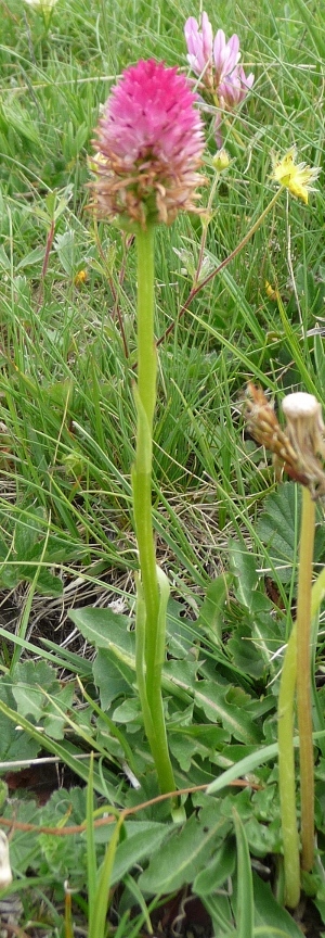 Nigritella corneliana