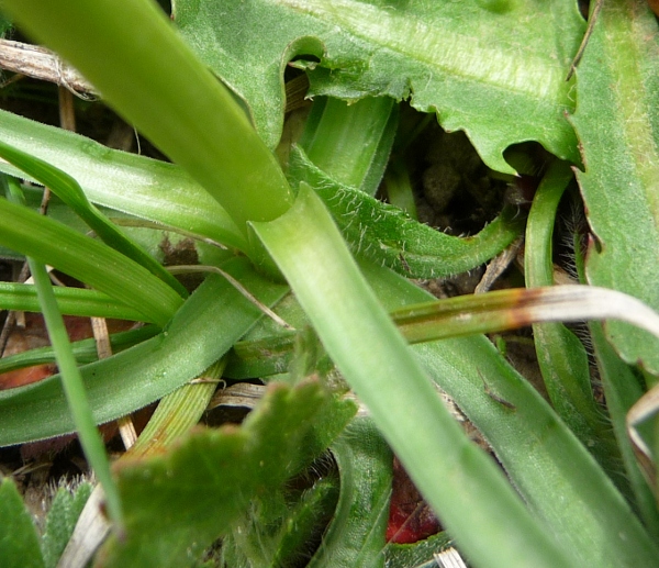 Nigritella corneliana