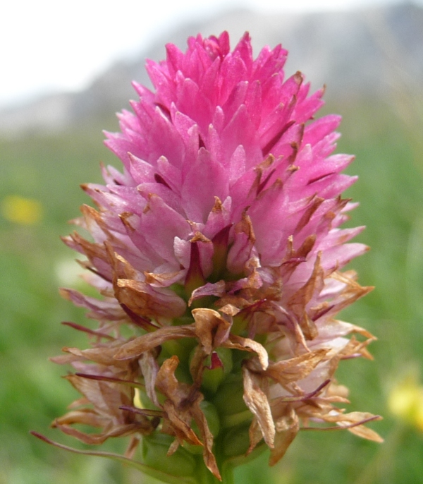 Nigritella corneliana