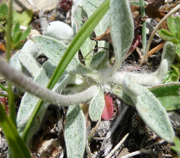 Da determinare - Hieracium cfr. pilosella