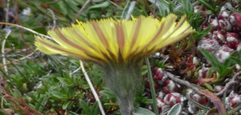 Da determinare - Hieracium cfr. pilosella