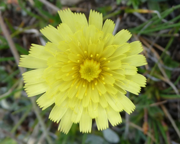 Da determinare - Hieracium cfr. pilosella