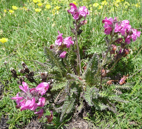 Pedicularis giroflexa