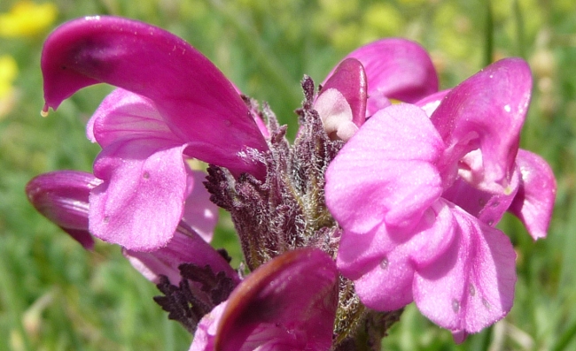 Pedicularis giroflexa