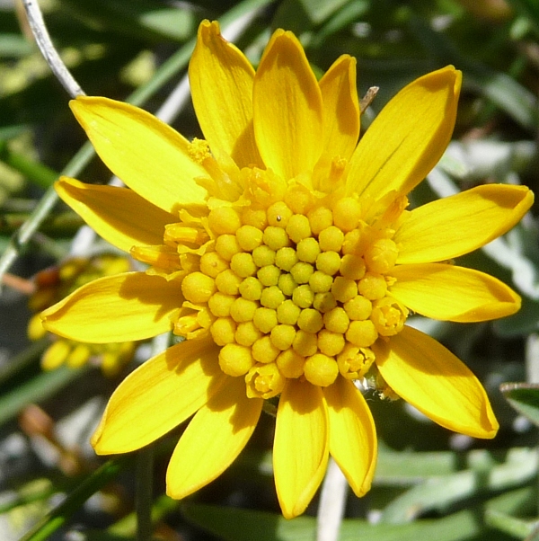 Senecio halleri