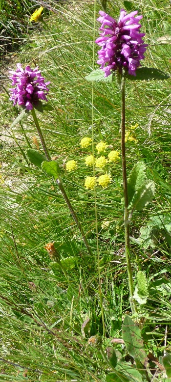 Betonica hirsuta (=Stachys pradica)