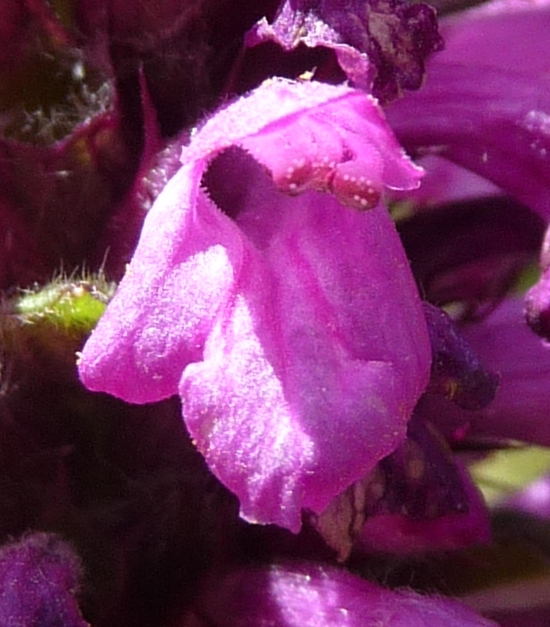 Betonica hirsuta (=Stachys pradica)