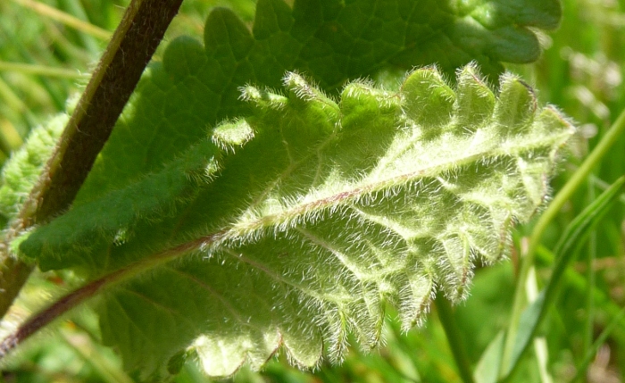 Betonica hirsuta (=Stachys pradica)