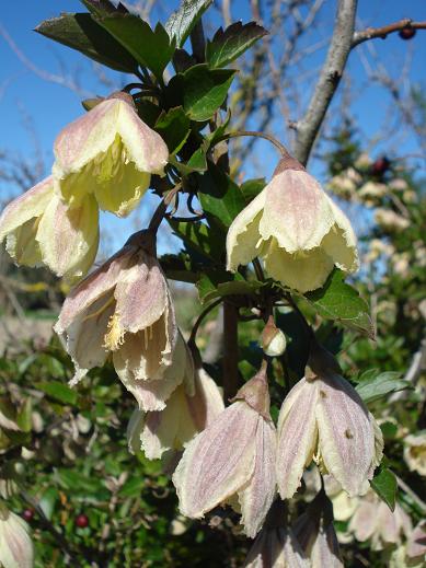 Clematis cyrrhosa - clematide cirrosa