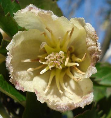 Clematis cyrrhosa - clematide cirrosa