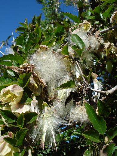 Clematis cyrrhosa - clematide cirrosa