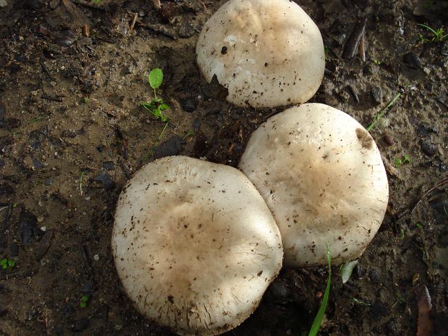 Agaricus con rizoidi