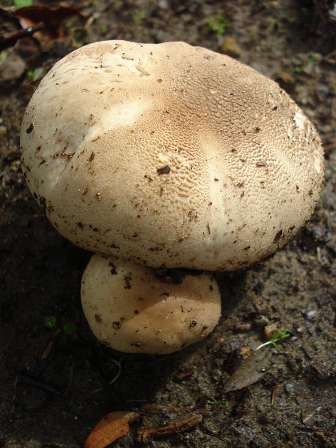 Agaricus con rizoidi