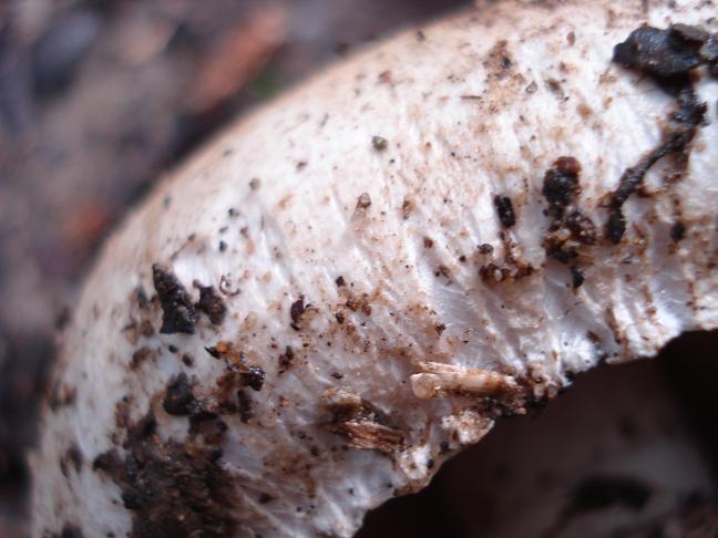 Agaricus con rizoidi