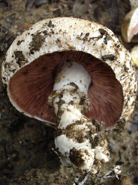 Agaricus con rizoidi