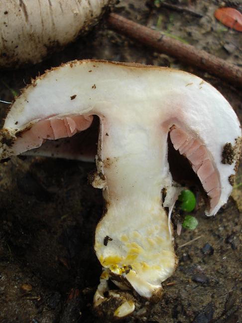 Agaricus con rizoidi